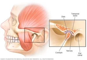 Temporomandibular Joint